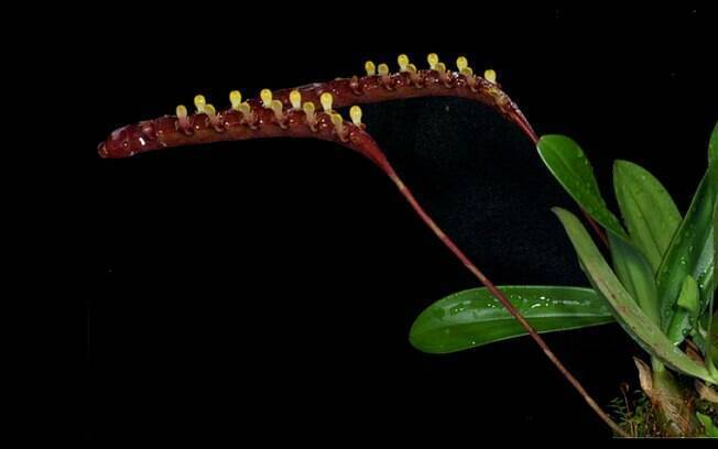 Originada em Gana, a orquídea Bulbophyllum falcatum tem entre 10 e 15 flores por fileira. As pétalas são tão pequenas que se assemelham a um fio