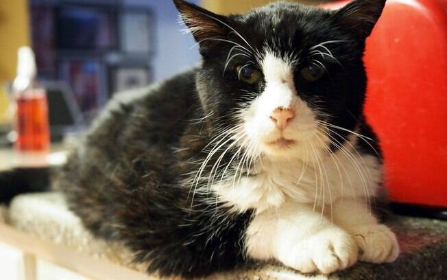 Dexter, o gato idoso adotado por John.