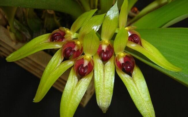 Espécie semiterrestre natural da Nova Guiné, a Bulbophyllum graviolense já é reproduzida em laboratório