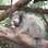 A sagui Açucena faz graça enquanto segura um quitute. A alimentação natural de primatas é difícil de reproduzir artificialmente . Foto: Daiane Cristina da Costa