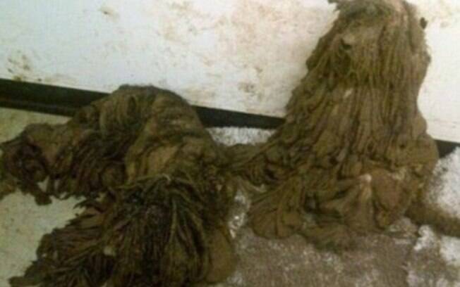Quase não dava para identificar quais animais estavam por baixo dos pelos