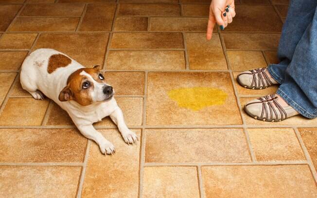 Existe uma hora certa para dar bronca no cachorro e ter um resultado positivo 