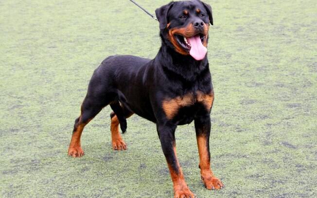 'Whey' é um bom nome para cachorros fortes  