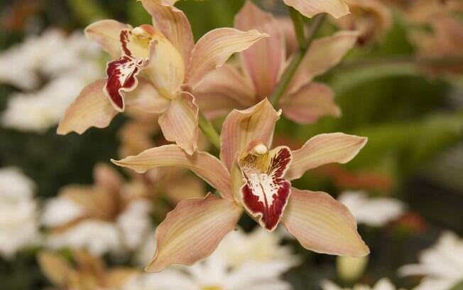 Orquídea da espécie cymbidium 
