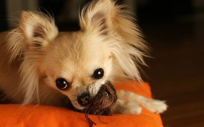 Muitos cães são possessivos com objetos e acabam apresentando possessividade