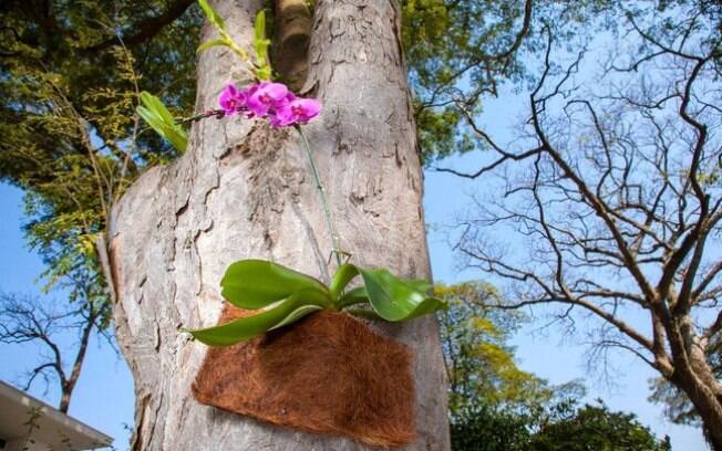 Como boas epífitas, as orquídeas se desenvolvem melhor presas em árvores 