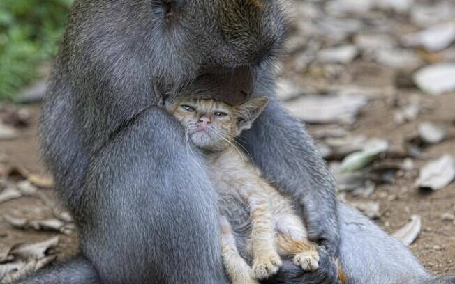 Macaco e gato, Indonésia: primata 'adotou' gatinho que apareceu em floresta. Anne Young fez o registro em 2010. Foto: Anne Young/solent