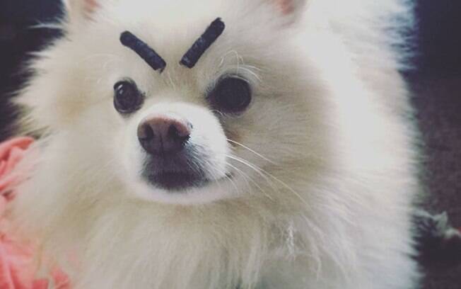 Cachorros com sobrancelhas