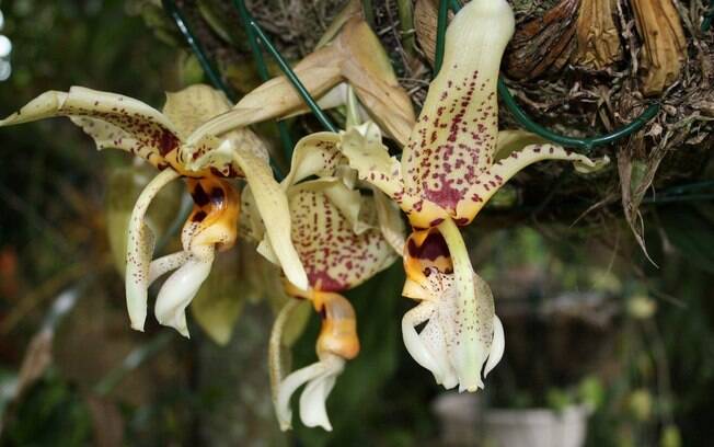 Orquídea da espécie Oncidium Sharry Baby