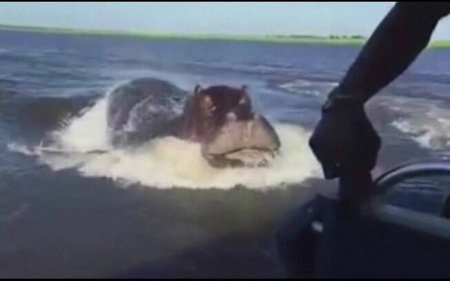 Lancha de safári escapa por pouco de bote de hipopótamo