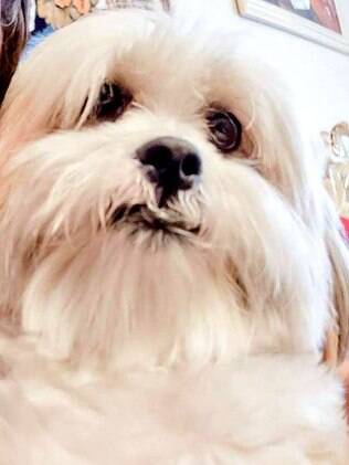Wicket era um lhasa apso de 3 anos e meio