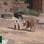 Felipe Folgosi empurra o pescoço da lhama após o animal pular em suas costas. Foto: Reprodução