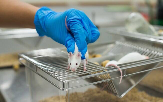 Equipe belga testou os efeitos da proteína isolada em três séries de testes com ratos, obtendo resultados positivos Equipe belga testou os efeitos da proteína isolada em três séries de testes com ratos, obtendo resultados positivos