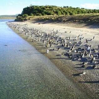 Pinguinera, com centenas de pinguins esperando a troca de pelo para voltar às aguas