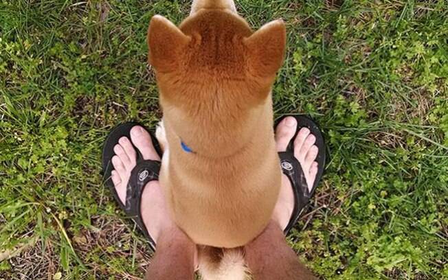 Cachorros realmente sentam aonde querem quando querem.