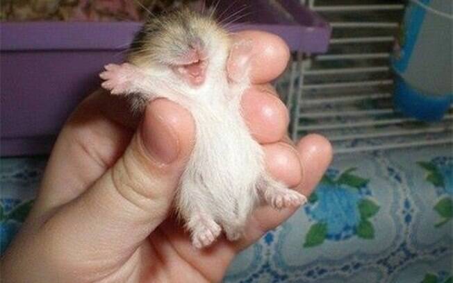 Hamster sorrindo bem feliz.