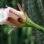 A delicada flor do Cereus peruvianus. Foto: Divulgação Olsthoorn