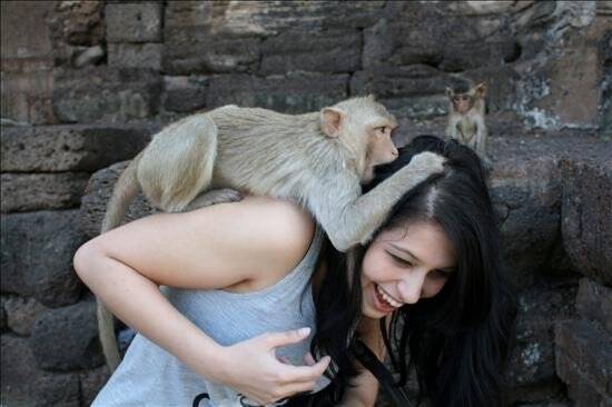 Família de macacos engraçados, Phuket Town Gypsy - Tailândia