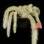 O rabo-de-macaco é uma variedade de cacto pendente. Foto: Divulgação Olsthoorn