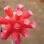 Flores da rara Arrojadoa eriocaulis, espécie de cacto endêmica de Minas Gerais. Foto: Divulgação Olsthoorn