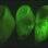 A luz bioluminescente verde produzida pelo caracol marinho 'Hinea brasiliana' despertou a atenção de dois cientistas. Foto: Scripps Institution of Oceanography 