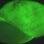Os pesquisadores descobriram que esses animais, em vez de produzir um foco de luz, usam suas conchas para espalhar uma luz bioluminescente verde em todas as direções. Foto: Scripps Institution of Oceanography