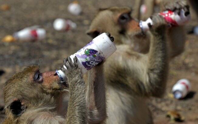 Macacos que comem, templo em tailândia.