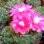 Flores coloridas do Gymnocalicium baldianum. Foto: Divulgação Olsthoorn