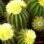 O Notocactus warasii é uma das várias espécies denominadas cacto-bola. Foto: Divulgação Olsthoorn