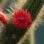 O Cleistocactus samaipatanus é originário da Bolívia. Foto: Divulgação Olsthoorn