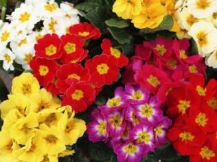 Para as plantas crescerem com vigor na primavera, é preciso tomar alguns cuidados