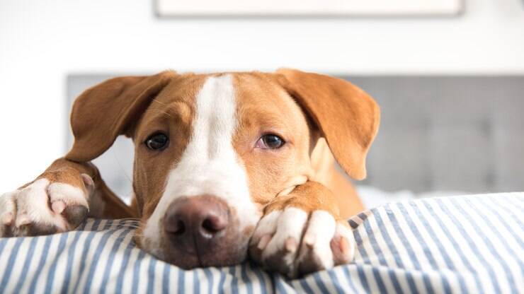Leishmaniose canina sinais e sintomas do diabetes
