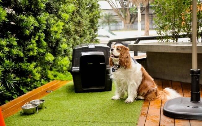 Hotelaria prepara atrativos para alta do turismo com pets
