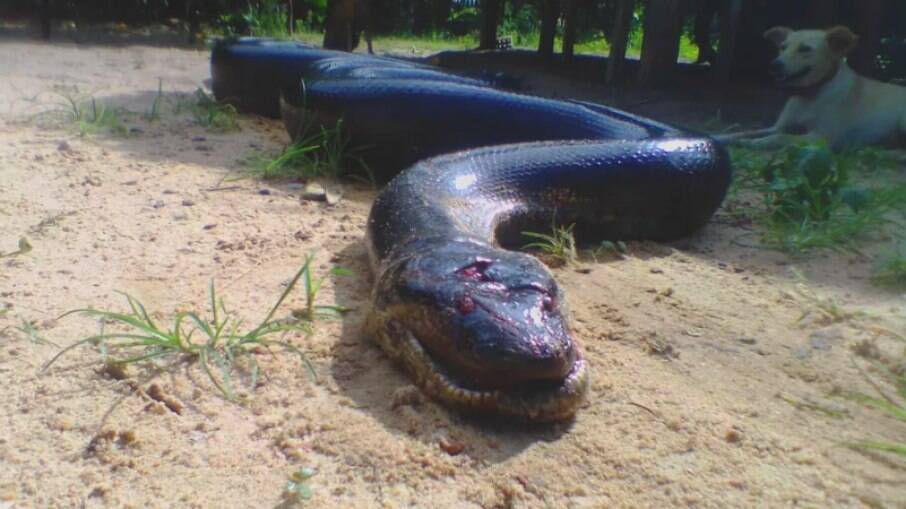 Cobra sucuri de 5 metros foi encontrada em área de mata
