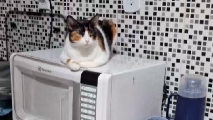 Gatinha%20escolhe%20micro-ondas%20para%20descansar%20e%20conversar%20com%20dona