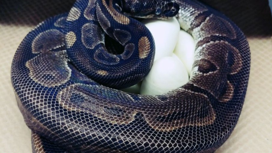 Cobra píton bola causa confusão em moradores nos EUA