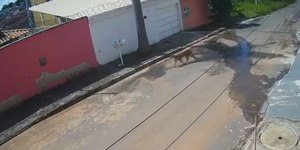 De novo! Onça volta a aparecer em cidade de Minas Gerais