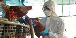Gripe aviária: homem com sintomas é isolado após contato com aves