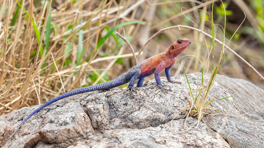Conheça o agama-de-Mwanza, apelidado de lagarto Homem-Aranha