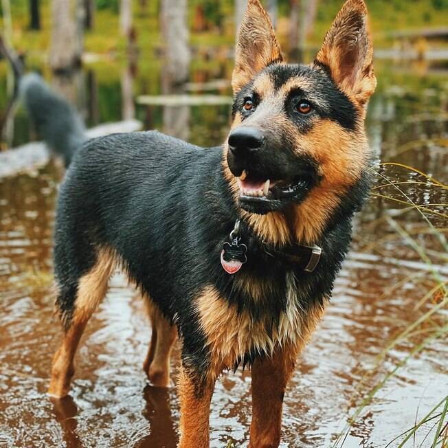 Elliot, o cão que fica molhado