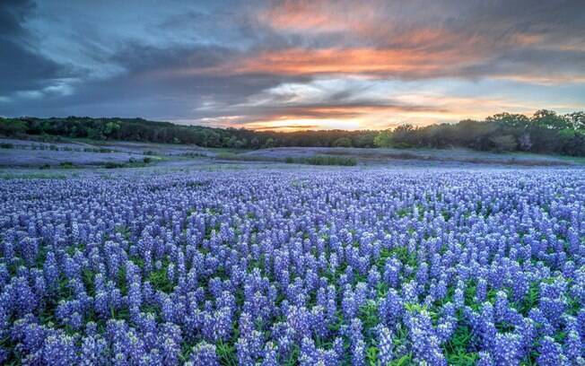Na primavera, o Texas fica lotado de uma planta típica chamada 