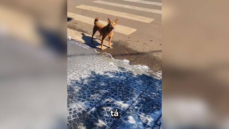 Cachorro caramelo interrompe faxina para brincar e viraliza