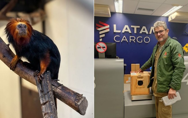 Mico-leão-de-cara-dourada é transportado de avião para Curitiba 00p0g232ttt1t502qtf1j183r