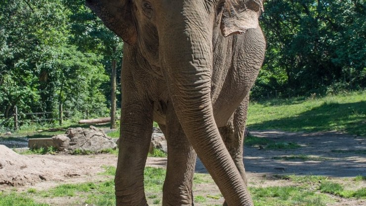 Happy, elefanta símbolo de pesquisas científicas, é sacrificada