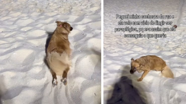 Cachorrinha se finge de "tetraplégica" para ganhar mimo