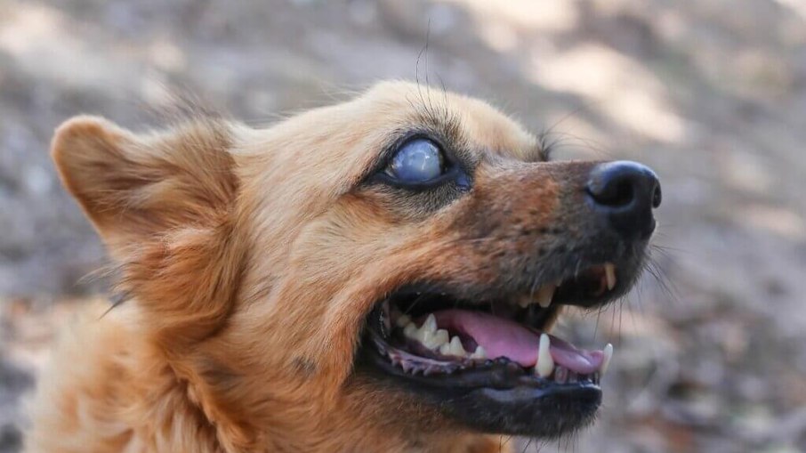 Técnica com pele de tilápia trata olhos de cães e pode chegar a humanos Técnica com pele de tilápia trata olhos de cães e pode chegar a humanos