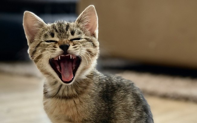 Hábito simples ajuda gatos a viverem mais, diz estudo 015mx6zv3wmvcjrvr6e4672ff