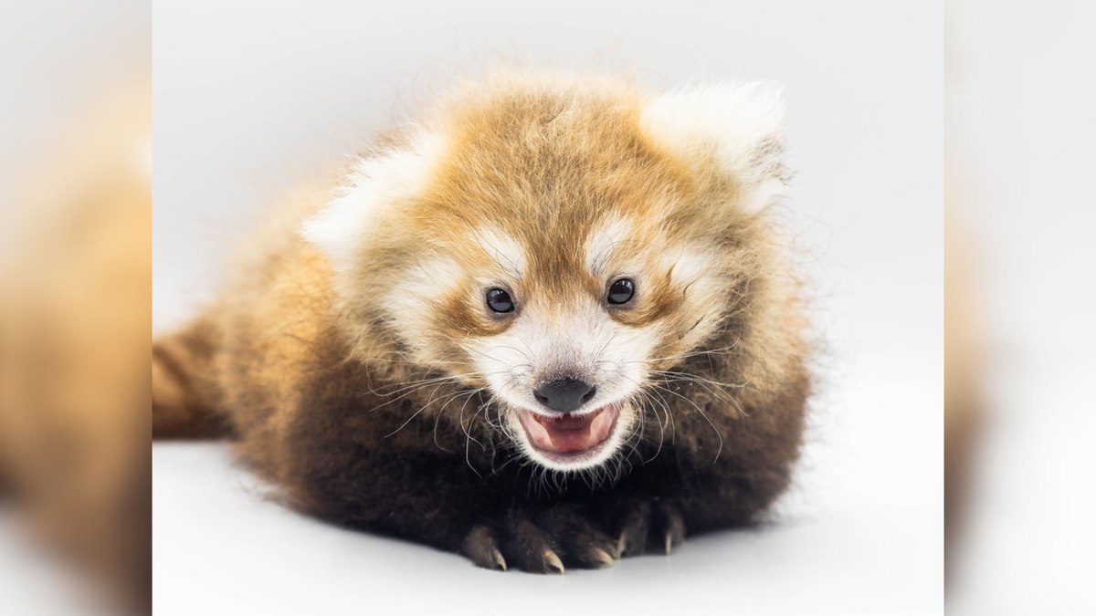 Filhote de panda-vermelho nasce no Zoológico de Buffalo em NY