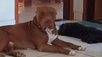 Entidades%20quererm%20barrar%20banimento%20de%20pitbulls%20