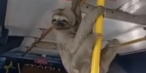 Bicho-preguiça entra em micro-ônibus e surpreende passageiros